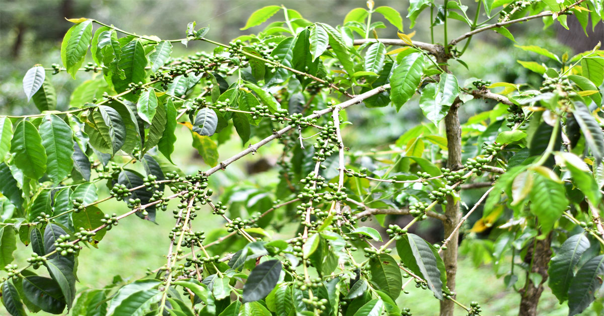 Own large farms for mixed farming